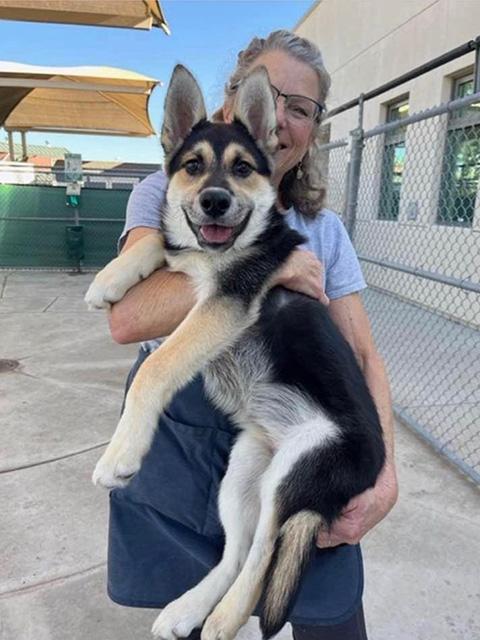 Lupine, 5mo old German Shepherd Mix available for adoption, being held by volunteer.