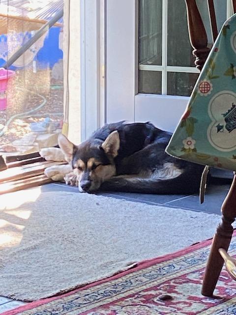 Lupine, 5mo old German Shepherd Mix, sleeping by the door