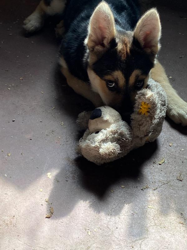 Lupine, 5mo old German Shepherd Mix, playing with stuffed toy.