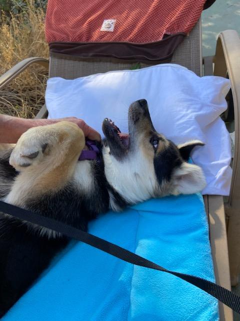 Lupine, 5mo old German Shepherd Mix, being playful.