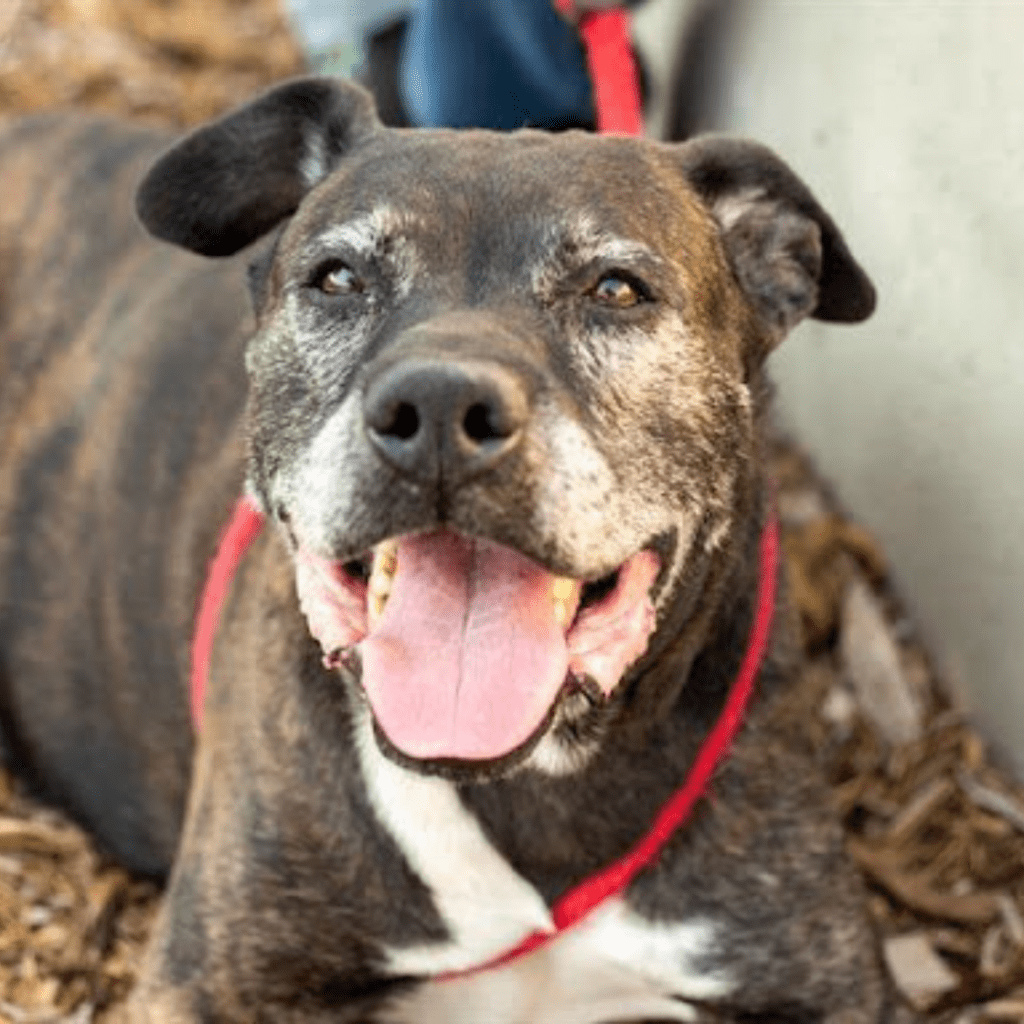 Wheeler is available at Contra Costa Shelter Martinez